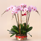 Premium Orchid (5 Stems)  特級蝴蝶蘭 (伍菖)