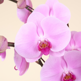 Premium Orchid (5 Stems)  特級蝴蝶蘭 (伍菖)