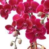 Premium Orchid (6 Stems)  特級蝴蝶蘭 (陸菖)